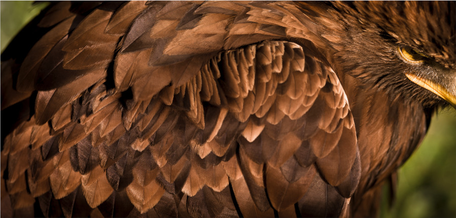 plumaje águila real