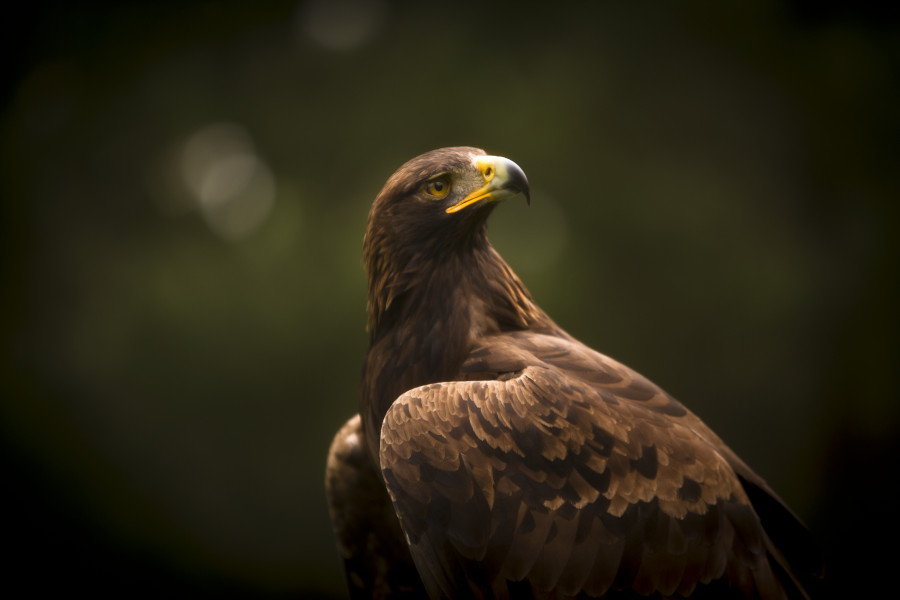 aguila real