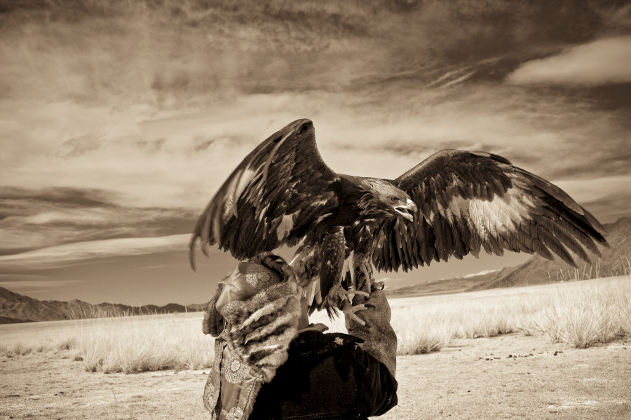 águila real, Mongolia, entrenamiento