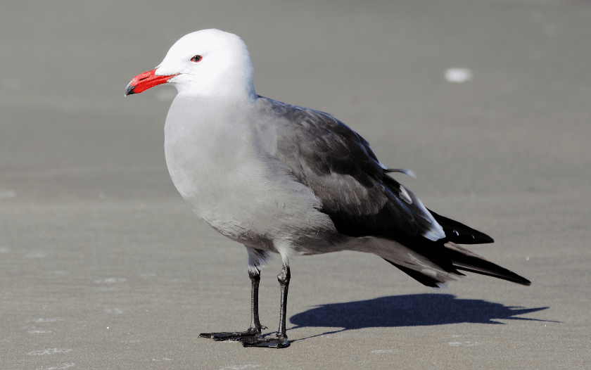 gaviota mexicana