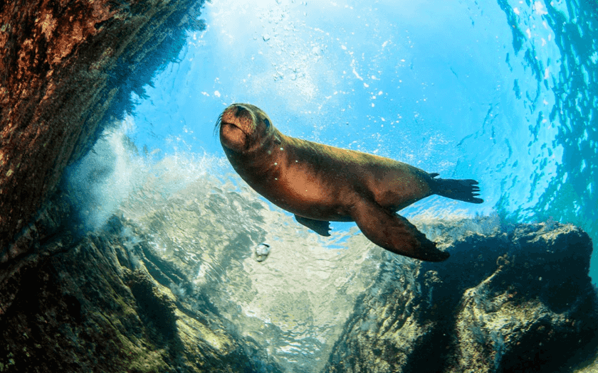 Mar de Cortés y foca
