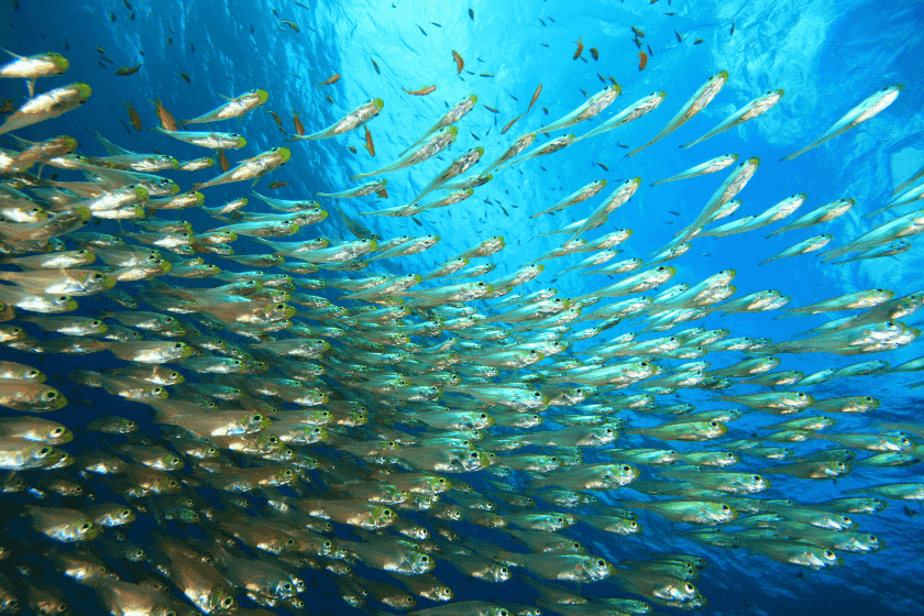 peces en el océano