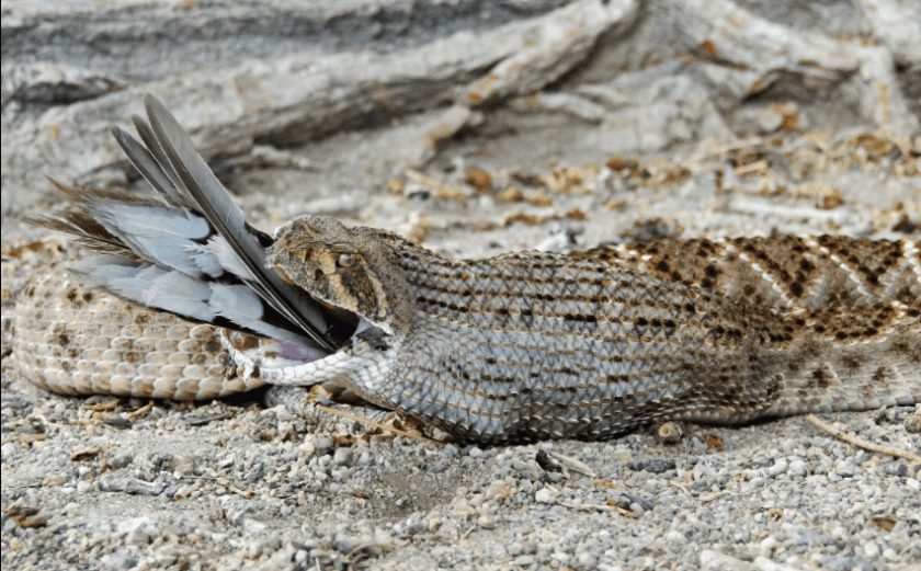 rattlesnake, crotalus