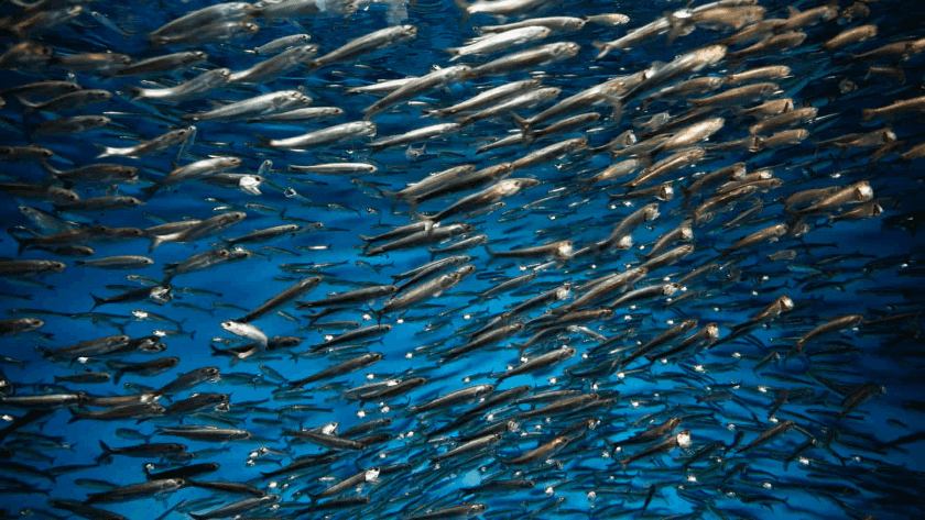 Sardinas en el Mar de Cortés