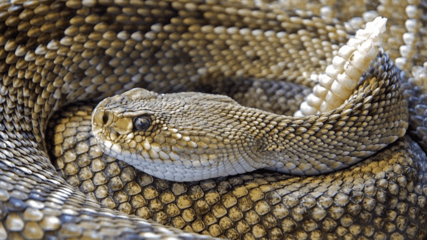 serpiente cascabel