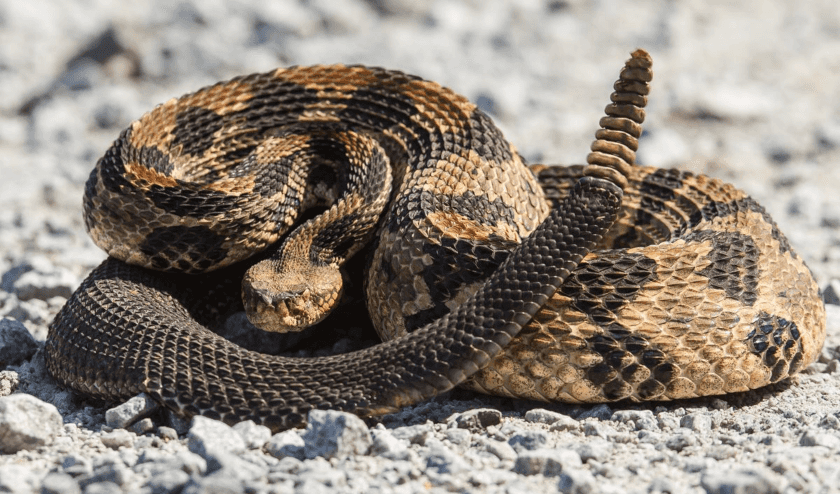 serpiente de cascabel