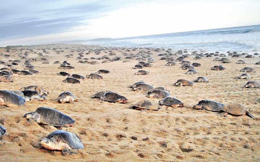 2 mil tortugas marinas anidacion