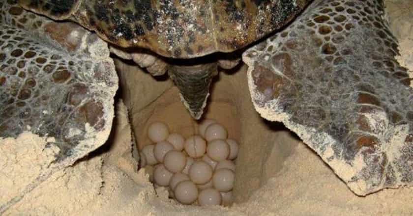 anidacion tortugas