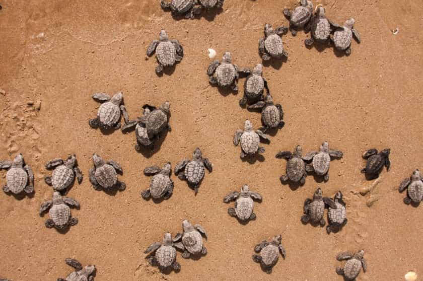 temporada anidación tortugas