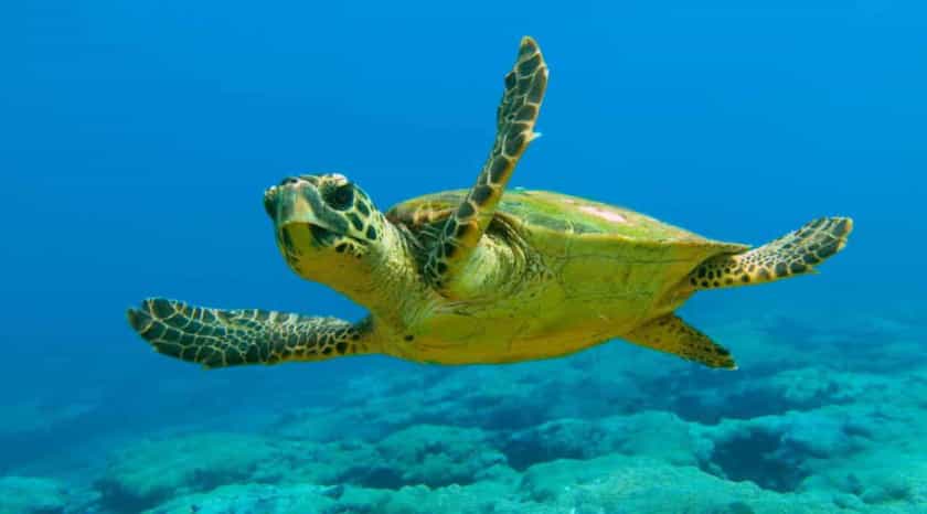 tortuga marina extendida