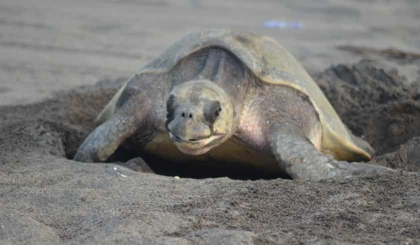 tortuga anidamiento