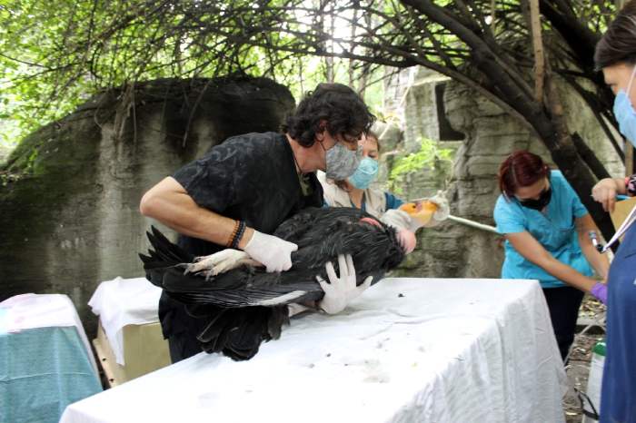 el vuelo del cóndor zoológico Chapultepec